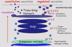 Few post-translational modifications. Commonly amidated in trans-golgi.
Cleaved at trans-golgi and granules by prohormone convertases 1/3 and 2. These enzymes are not present in organs that do not do neuropeptide signaling (e.g. liver).