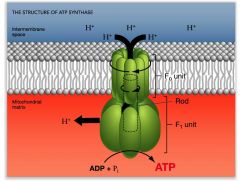 ATP _________ is found in all living cells