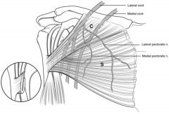 Lateral and medial pectoral nerves