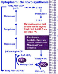 Substrates:
- Ruminants: acetate and butyrate in adipose, glucose in muscle adipocytes
- Nonruminants: Glucose
 
- Enzyme ACC turns Acetyl-CoA to Malonyl Co-A
- Enzyme FAS uses Malonyl-CoA to make the fatty acid
- More enzymes elongate the fatty a...