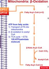 - Fatty acyl CoA (from the diet or de novo synthesis) enters the mitochondria via CPT
- Beta oxidation to acetyl CoA
- This repeats for every "link the the chain"
- ATP is made! 129 ATP/palmitate molecule (TCA cycle and ETS)
