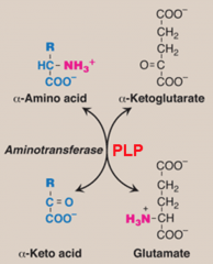 alfa-ketogluatarate + NH4+ --> glutamate.

Glutamate + NH4+ --> glutamine.

An amino acid without NH4+ = alfa-keto acid.

