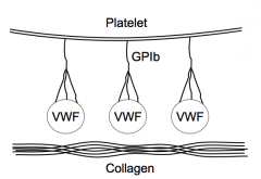 - Platelets have VWF on their surface attached via GPIb protein
- VWF then binds to collagen
- There are other integrins that can mediate binding to subendothelial structures too