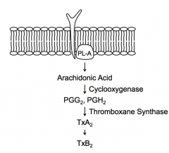 - Cyclooxygenase converts AA → PGG2 and PGH2
- Thromboxane Synthease converts PGG2 and PGH2 → TxA2
- Spontaneously, TxA2 converts to TxB2