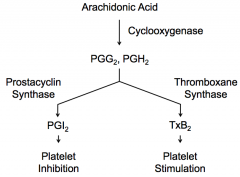 Endothelial cells express Prostacyclin Synthase, which converts PGG2 and PGH2 → PGI2 → inhibits platelets from sticking to each other