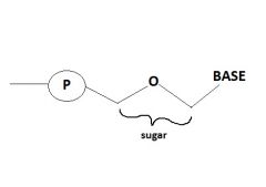 - monomers of nucleic acids
- 3 main parts:
   - phosphate group (negatively charged)
   - sugar group
   - base (e.g. A, T, G, C)