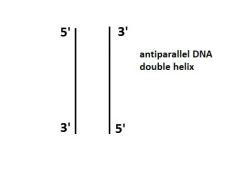5' to 3'

DNA double helix is antiparallel (P)