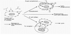 Type II : cytotoxic

>exposed antigens on body tissues
>binding of antibody (IgG or IgM) +/- complement
>cytotoxicity or cytolysis