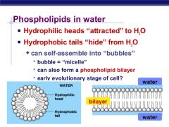 Micelles are lipid molecules that arrange themselves in a spherical form in water due to the 
amphipathic nature of fatty acids, whereby the hydrophilic  heads of phospholipids face water molecules and the hydrophobic tails are forced together,...