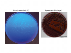Æsculin (fluorescerende) hydrolyseres til æsculitin -> æsculitin danner kompleks med jern


Sort/mørkfarvning: bakterien kan hydrolysere æsculin: der ses en jernudfældning. Ingen fluorescerende effekt


Fx Klebisella (99%) og E. coli (35%)