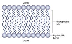 
 Phospholipid bilayer form when 
2 sheets of phospholipid molecules align. The hydrophilic heads face the surrounding solution while the 
hydrophobic heads interact with each other inside the bilayer.