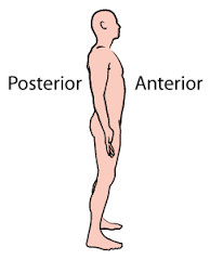 anterior: front
posterior: back