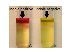 Tryptofan --> (tryptofanase) --> fraspalter alanin-sidekæden fra tryptophan og danner indol


Rød i toppen: positiv fx E. coli


Gul i toppen: negativ