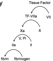 - Tissue Factor activates Factor VII → TF-VIIa
- TF-VIIa activates Factor X → Xa
- Xa activates Prothrombin (II) → IIa with help from V, and PI
- IIa activates Fibrinogen → Fibrin