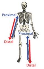 proximal: point of attachment
distal: farther from the point of attachment