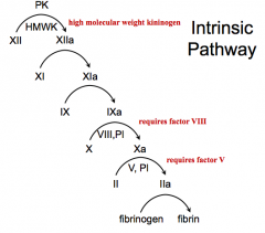 - PK and HMWK activate XII → XIIa
- XIIa activates XI → XIa
- XIa activates IX → IXa
- IXa activates X → Xa (requires factor VIII, PI)
- Xa activates Prothrombin (II) → IIa (requires factor V, PI)
- IIa activates Fibrinogen → Fibrin