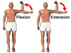 flexion: bending
extension: extending