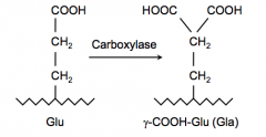 Helps convert glutamic acid to γ-carboxy-glutamic acid via Carboxylase

γ-carboxy group helps these factors to bind Ca2+ which is necessary for the conformational changes to help these factors be activated