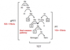 Ability of fibrinogen to convert to fibrin in final common pathway