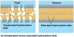 The double bonds in unsaturated fats cause kinks in the phospholipid tails so that the 
hydrophobic tails can't interact as strongly, hereby increasing the 
permeability