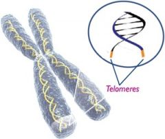 tips of chromosomes that protect genetic data - shorten as we age