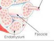 entire muscle is divided into different compartments called fascicles