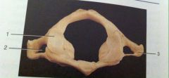 What is the name of the vertebra?