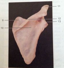 Posterior View