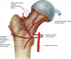 Medial femoral circumflex
Lateral femoral circumflex
Intramedullary supply
(Artery of ligamentum teres – Insignificant)