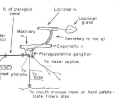 - zygomatic nerve --> lacrimal nerve --> innervate lacrimal gland
- follow the nasal and greater
palatine branches of the maxillary nerve to innervate glands in the nasal and
palatal mucosa.