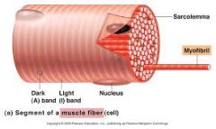 each muscle fiber is divided into many myofibrils