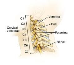 base of cranium; top of thorax 
7 vertebrae
C1 - atlas
C2 - axis