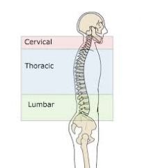 between thorax and top of pelvis (lower back)
5 vertebrae