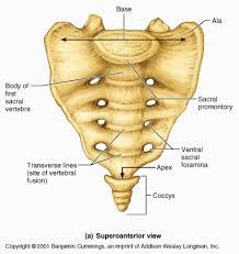 fuse to form sacrum
5 vertebrae