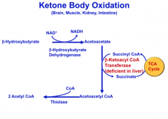 Important enzyme: Beta-ketoacyl CoA Transferase
- Allows ketone to enter TCA cycle
- Not in liver