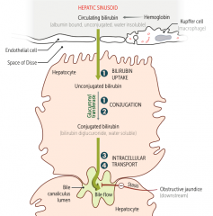 Dubin-Johnson Syndrome
- Leads to conjugated hyperbilirubinemia

Rotor Syndrome
- Leads to MILD conjugated hyperbilirubinemia