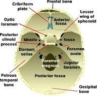 -CN 1 olfactory bundles traverse the cribiform plate of the anterior cranial fossa
