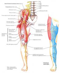 ANSWER B 


Femoral nerve (L2-4)


- Largest nerve of the lumbar plexus


- Supplies muscles and skin of the anterior compartment of
the thigh


- Enters the thigh beneath the inguinal ligament


- Within the femoral triangle, it break...