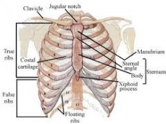 R1-R7 connect to sternum; attaches to T1-T7
R8-R10 are false ribs; attaches to T8-T10
R11-R12 are floating ribs; attaches to T11-T12