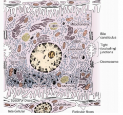 Notice how many different types of organelles 
hepatocytes contain. Also you can see the reticular 
fibers in the space of Disse supporting the sinusoids (sinusoids would be found above and below the pic). Microvilli of the hepatocytes extend in...