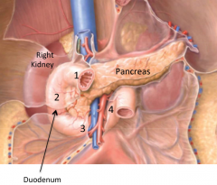 The pancreas (head)