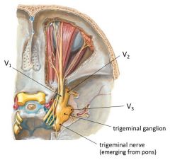 Trigeminal N. ->
V1: opthalamic n. -> superior orbital fissure
V2: maxillary n. -> foramen rotundum
V3: mandibular n. -> foramen ovale