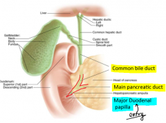The major duodenal papilla is found on the interior of the 2nd part of the duodenum (same as minor). It allows entry of pancreatic juices (main pancreatic duct) and bile (common bile duct)

The minor duodenal papilla serves a similar function how...