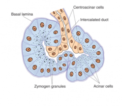 The picture shows acinar cells of the exocrine 
pancreas. The digestive enzymes are produced in the RER and stored in membrane bound granules, 
released by exocytosis into the lumen. This is a 
typical serous gland. The unique feature of the 
...