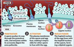 sperm has digestive enzymes to penetrate into the ovum

sperm deposits genetic material at the plasma membrane of ovum