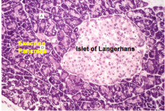 Islet of Langerhans cells, as seen on the right, are 
surrounded by connective tissue and have fenestrated capillaries inside of them. They have a variety of cells within them that produce a variety of hormones.
