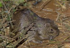 Greater Cane Rat