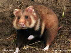 Common or Black-Bellied Hamster