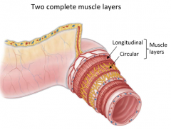 1. Longitudinal (external)2. Circular (internal) 