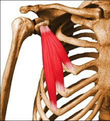 rotates shoulder or elevates rib